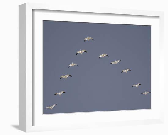 Snow Geese Flying in V-Formation-Arthur Morris-Framed Photographic Print