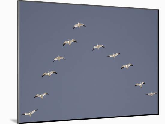 Snow Geese Flying in V-Formation-Arthur Morris-Mounted Photographic Print