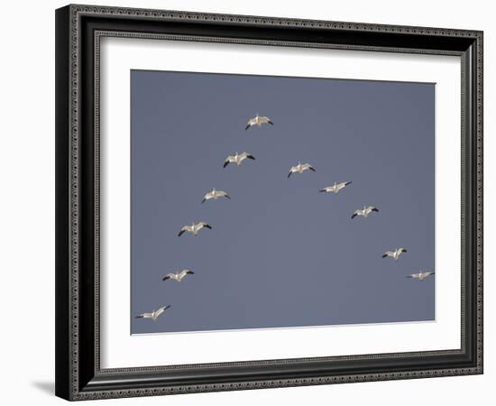 Snow Geese Flying in V-Formation-Arthur Morris-Framed Photographic Print