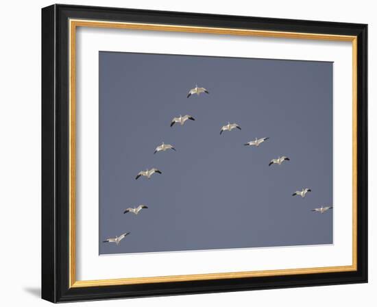Snow Geese Flying in V-Formation-Arthur Morris-Framed Photographic Print
