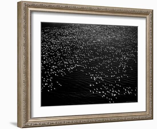 Snow Geese Flying over Bay-Margaret Bourke-White-Framed Photographic Print