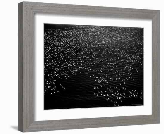 Snow Geese Flying over Bay-Margaret Bourke-White-Framed Photographic Print