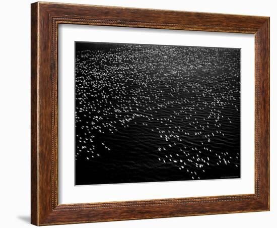 Snow Geese Flying over Bay-Margaret Bourke-White-Framed Photographic Print