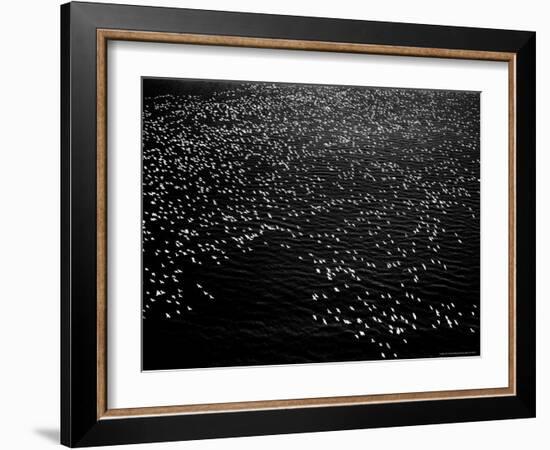 Snow Geese Flying over Bay-Margaret Bourke-White-Framed Photographic Print