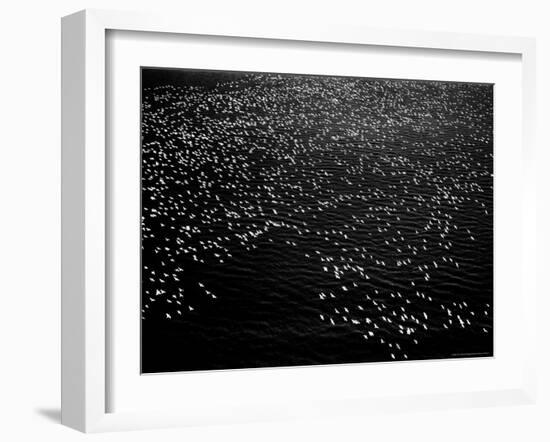 Snow Geese Flying over Bay-Margaret Bourke-White-Framed Photographic Print