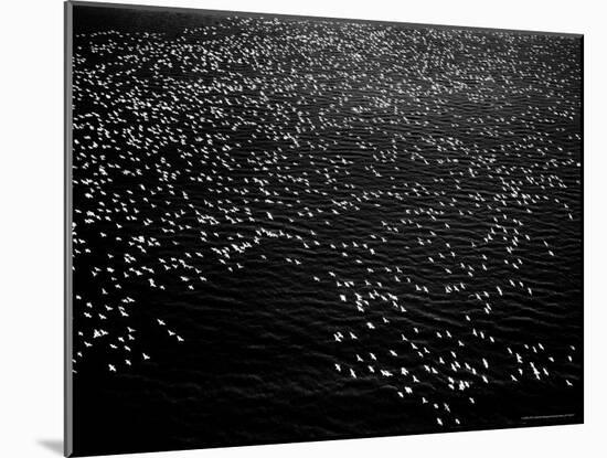 Snow Geese Flying over Bay-Margaret Bourke-White-Mounted Photographic Print