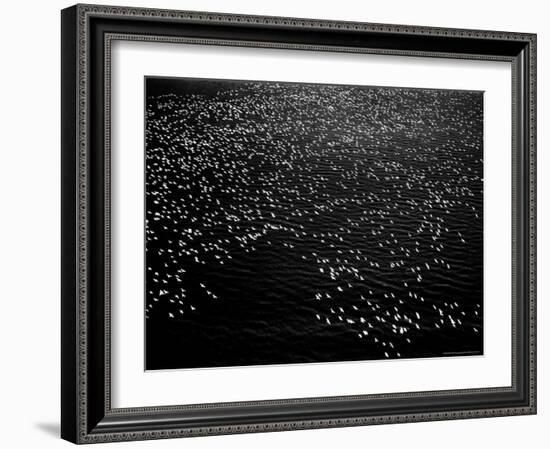 Snow Geese Flying over Bay-Margaret Bourke-White-Framed Photographic Print