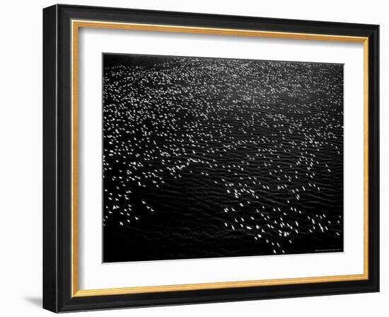 Snow Geese Flying over Bay-Margaret Bourke-White-Framed Photographic Print