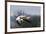 Snow Geese flying-Ken Archer-Framed Photographic Print