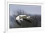 Snow Geese flying-Ken Archer-Framed Photographic Print