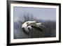 Snow Geese flying-Ken Archer-Framed Photographic Print