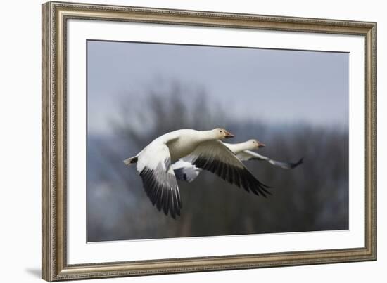 Snow Geese flying-Ken Archer-Framed Photographic Print