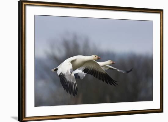 Snow Geese flying-Ken Archer-Framed Photographic Print