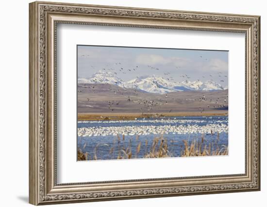 Snow Geese, Freeze Out Lake Nwr-Ken Archer-Framed Photographic Print