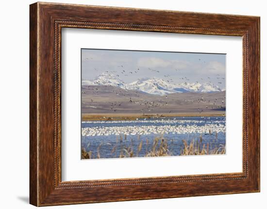 Snow Geese, Freeze Out Lake Nwr-Ken Archer-Framed Photographic Print