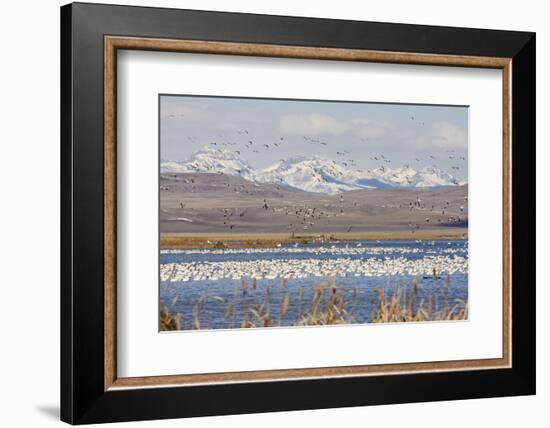 Snow Geese, Freeze Out Lake Nwr-Ken Archer-Framed Photographic Print