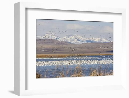 Snow Geese, Freeze Out Lake Nwr-Ken Archer-Framed Photographic Print