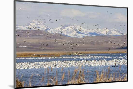 Snow Geese, Freeze Out Lake Nwr-Ken Archer-Mounted Photographic Print