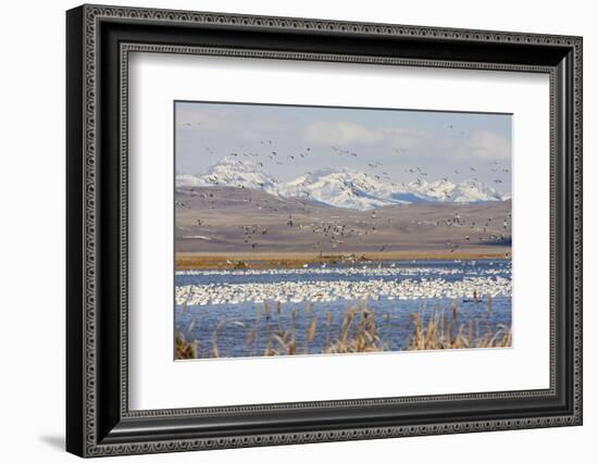 Snow Geese, Freeze Out Lake Nwr-Ken Archer-Framed Photographic Print