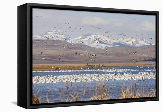 Snow Geese, Freeze Out Lake Nwr-Ken Archer-Framed Premier Image Canvas