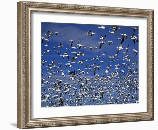 Snow Geese in Flight at Bosque Del Apache, New Mexico, USA-Diane Johnson-Framed Photographic Print