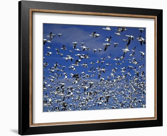 Snow Geese in Flight at Bosque Del Apache, New Mexico, USA-Diane Johnson-Framed Photographic Print