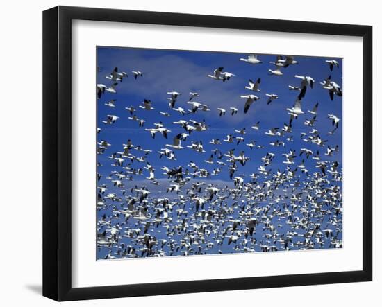 Snow Geese in Flight at Bosque Del Apache, New Mexico, USA-Diane Johnson-Framed Photographic Print