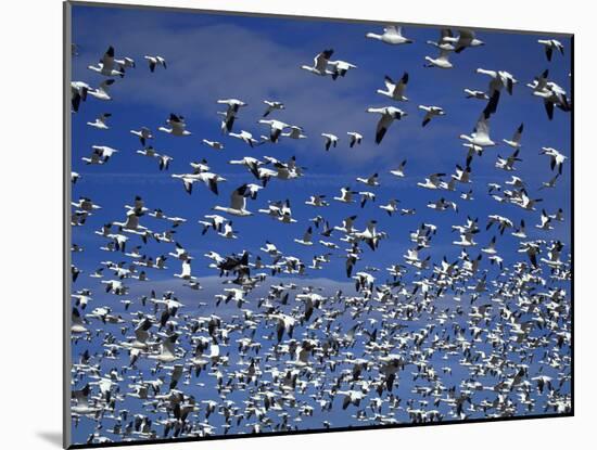 Snow Geese in Flight at Bosque Del Apache, New Mexico, USA-Diane Johnson-Mounted Photographic Print