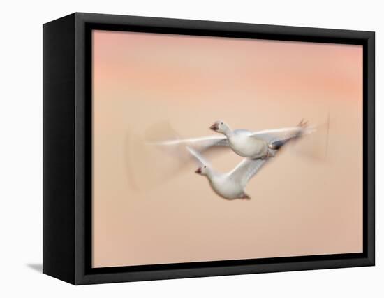 Snow Geese in Flight at Dusk, Bosque Del Apache National Wildlife Reserve, New Mexico, USA-Arthur Morris-Framed Premier Image Canvas