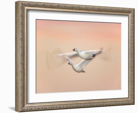 Snow Geese in Flight at Dusk, Bosque Del Apache National Wildlife Reserve, New Mexico, USA-Arthur Morris-Framed Photographic Print