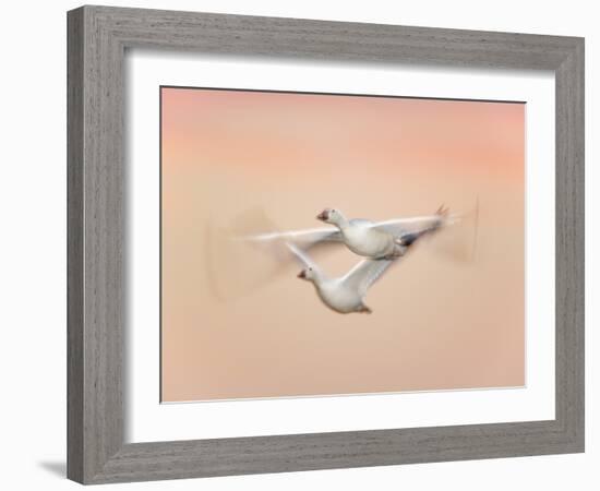 Snow Geese in Flight at Dusk, Bosque Del Apache National Wildlife Reserve, New Mexico, USA-Arthur Morris-Framed Photographic Print