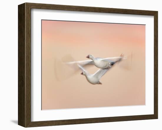 Snow Geese in Flight at Dusk, Bosque Del Apache National Wildlife Reserve, New Mexico, USA-Arthur Morris-Framed Photographic Print