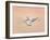 Snow Geese in Flight at Dusk, Bosque Del Apache National Wildlife Reserve, New Mexico, USA-Arthur Morris-Framed Photographic Print