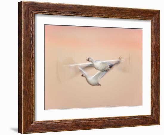 Snow Geese in Flight at Dusk, Bosque Del Apache National Wildlife Reserve, New Mexico, USA-Arthur Morris-Framed Photographic Print