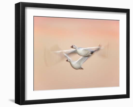 Snow Geese in Flight at Dusk, Bosque Del Apache National Wildlife Reserve, New Mexico, USA-Arthur Morris-Framed Photographic Print