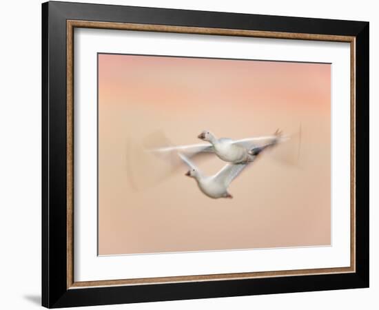 Snow Geese in Flight at Dusk, Bosque Del Apache National Wildlife Reserve, New Mexico, USA-Arthur Morris-Framed Photographic Print