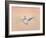 Snow Geese in Flight at Dusk, Bosque Del Apache National Wildlife Reserve, New Mexico, USA-Arthur Morris-Framed Photographic Print