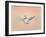 Snow Geese in Flight at Dusk, Bosque Del Apache National Wildlife Reserve, New Mexico, USA-Arthur Morris-Framed Photographic Print