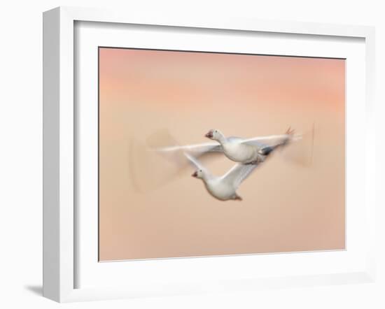 Snow Geese in Flight at Dusk, Bosque Del Apache National Wildlife Reserve, New Mexico, USA-Arthur Morris-Framed Photographic Print