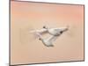 Snow Geese in Flight at Dusk, Bosque Del Apache National Wildlife Reserve, New Mexico, USA-Arthur Morris-Mounted Photographic Print