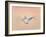 Snow Geese in Flight at Dusk, Bosque Del Apache National Wildlife Reserve, New Mexico, USA-Arthur Morris-Framed Photographic Print