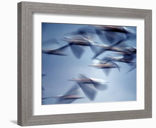 Snow Geese in Flight at the Skagit Flats of Washington State, USA-Charles Sleicher-Framed Photographic Print