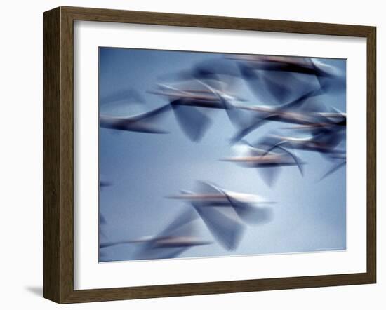 Snow Geese in Flight at the Skagit Flats of Washington State, USA-Charles Sleicher-Framed Photographic Print