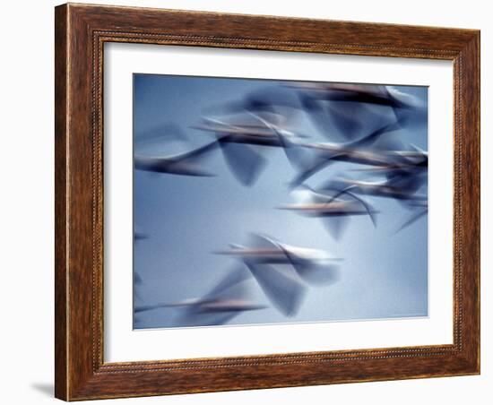 Snow Geese in Flight at the Skagit Flats of Washington State, USA-Charles Sleicher-Framed Photographic Print