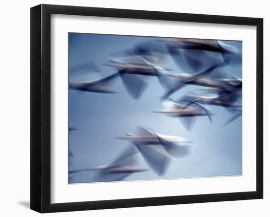 Snow Geese in Flight at the Skagit Flats of Washington State, USA-Charles Sleicher-Framed Photographic Print