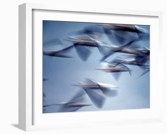 Snow Geese in Flight at the Skagit Flats of Washington State, USA-Charles Sleicher-Framed Photographic Print