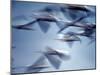 Snow Geese in Flight at the Skagit Flats of Washington State, USA-Charles Sleicher-Mounted Photographic Print