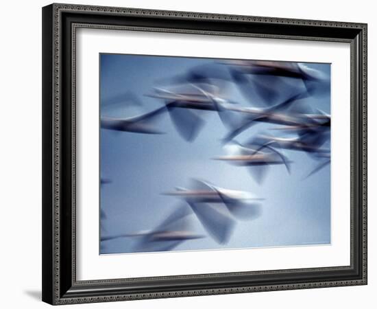 Snow Geese in Flight at the Skagit Flats of Washington State, USA-Charles Sleicher-Framed Photographic Print