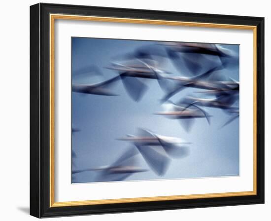 Snow Geese in Flight at the Skagit Flats of Washington State, USA-Charles Sleicher-Framed Photographic Print