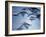 Snow Geese in Flight at the Skagit Flats of Washington State, USA-Charles Sleicher-Framed Photographic Print